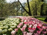 I colori dei tulipani di Keukenhof